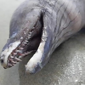 Загадочное существо с острыми зубами и носом дельфина вынесло из глубин океана