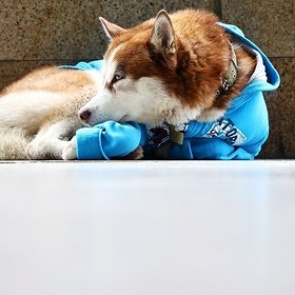 Российский Хатико в свитере решил ждать хозяйку у работы