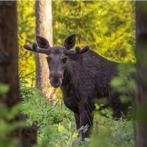 В Эвенкии мужчина принял спрятавшегося за деревьями племянника за лося и застрелил