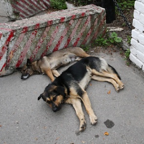В российском регионе собрались ввести налог на собак