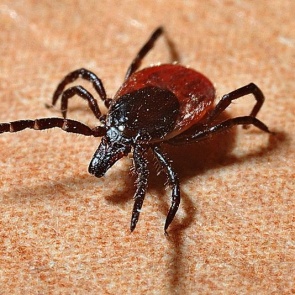 Из-за ранней весны скоро проснутся клещи. Красноярцев просят поторопиться с прививками