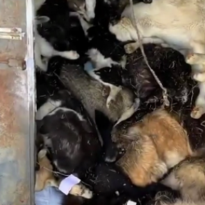 Власти Якутии объяснили убийство 200 собак и кошек