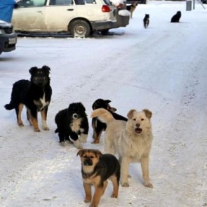 Охотинспекторы помогут сосчитать всех бродячих собак в Ачинске
