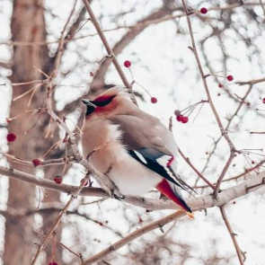 Пасмурно, тепло и снежно: прогноз погоды на выходные в Красноярске