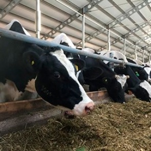 В Красноярский край привезли элитных коров из Дании