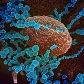 Раскрыты детали расшифровки генома коронавируса