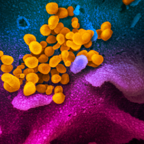 Определена устойчивость китайского коронавируса