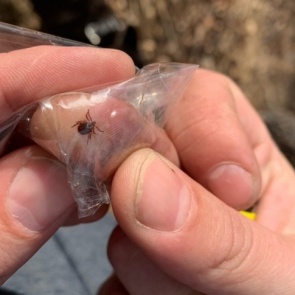 В Красноярске проснулись клещи