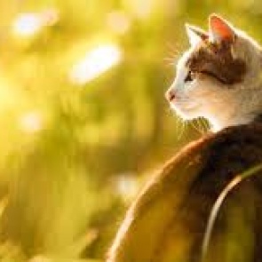 В Ачинске завтра будет почти летняя жара