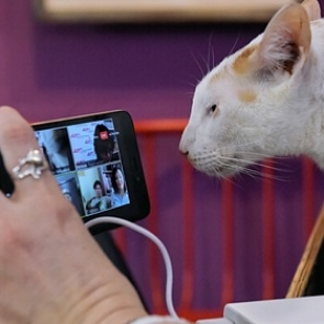 Оценена угроза распространения коронавируса через кошек и собак