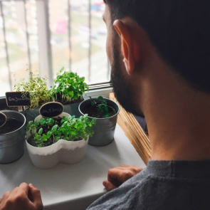 Милый, ужин на подоконнике: как вырастить рукколу, лемонграсс и микрозелень у себя дома