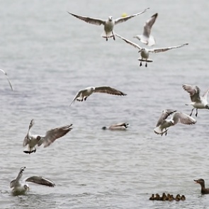 Российские ученые заявили о риске распространения коронавируса птицами