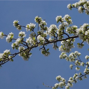Из-за аномальной жары в Красноярском крае яблоня и черемуха зацвели раньше обычного