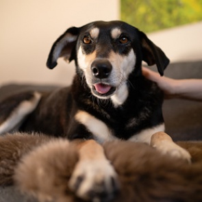 Россиян начнут штрафовать за лающих по ночам собак