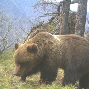 На юге Красноярского края активизировались медведи
