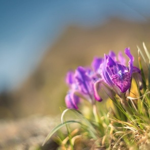 В "Ергаках" зацвел краснокнижный ирис. На всю страну их несколько тысяч