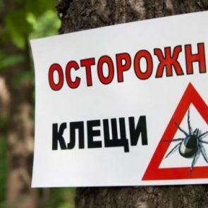 С приходом раннего потепления в Ачинске увеличилась клещевая активность