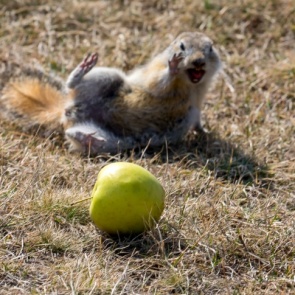 Остров Татышев открыли для посетителей. Автобусы снова останавливаются, парковка разрешена