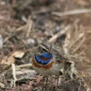 На юге Красноярского края сфотографировали уникального соловья
