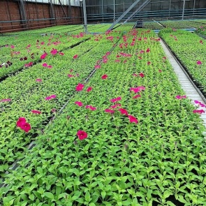 Летом на красноярских улицах появятся «модные» цветники