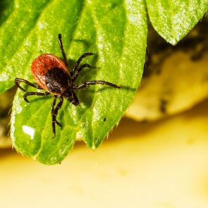 Как защититься от клещей?