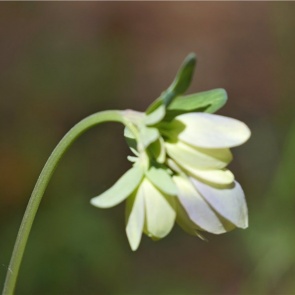 На юге Красноярского края зацвел необычный ядовитый водосбор
