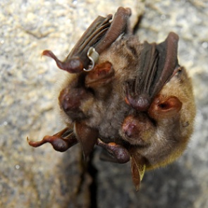 Лаборатория Уханя нашла «вселенную коронавирусов» в организмах летучих мышей