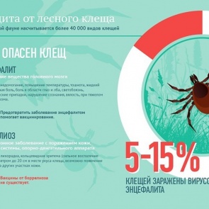 «Не менее опасно, чем коронавирус»: в красноярском нацпарке «Столбы» нашествие клещей