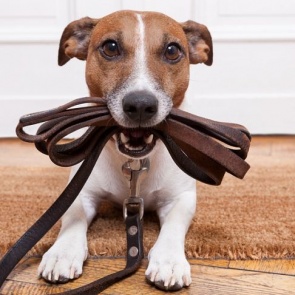 В Красноярском крае изменился порядок надзора за содержанием бездомных и домашних животных