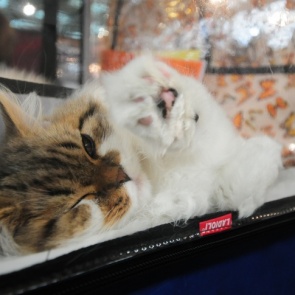 С лапками и на карантине: в России впервые подтвердили коронавирус у домашней кошки