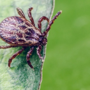 Красноярские депутаты предложили мэру ввести режим ЧС в городе из-за клещей