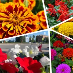 Около 30 тысяч цветов различных сортов украсят улицы города этим летом