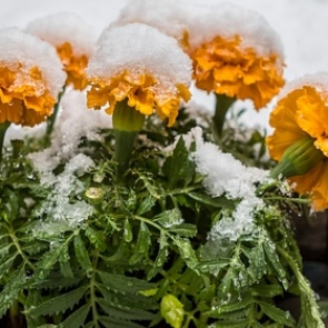 Россиянам пообещали арктическую свежесть в июне