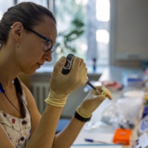 Учёные создадут тысячи мышей с человеческими генами, чтобы заразить их коронавирусом