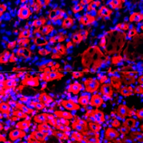Открыт новый способ омолодить организм и продлить жизнь