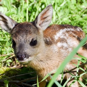 В посёлке под Красноярском нашли детеныша сибирской косули