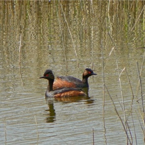 На юге Красноярского края сфотографировали краснокнижную черношейную поганку