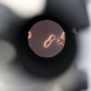 Названо число выявленных штаммов коронавируса в России