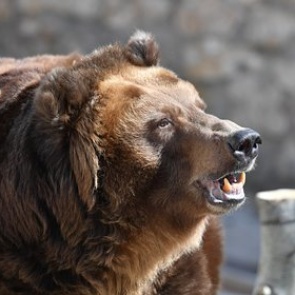 Медведь напал на ловившего рыбу россиянина