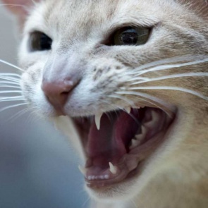 В поселке Красноярского края ввели карантин из-за бешенства кошки