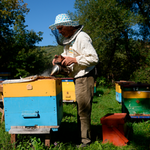 В России начали массово гибнуть пчелы