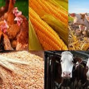 Многодетные семьи Ачинска могут получить до 70 тысяч рублей на развитие личного подсобного хозяйства