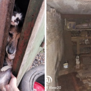 Волонтёры спасли 15 кошек и собак, запертых в гараже у «собирательницы» животных
