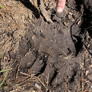 В Минприроды огласили сроки осенней охоты на пернатых и косуль