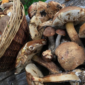 Названа опасность грибов для некоторых людей