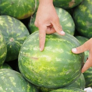 Сергей Шойгу предложил разбить в Туве арбузные плантации