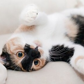 Кошки стали более дружелюбными на фоне коронавируса