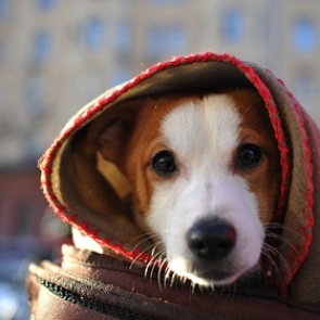 Стало известно о планах обязать россиян маркировать питомцев за свой счет