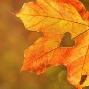 Гидромет: сентябрь в России будет теплым и не слишком дождливым