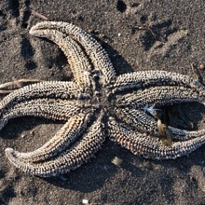 Власти назвали возможные причины загрязнения пляжа на Камчатке